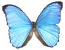 The Wellness Center Butterfly logo