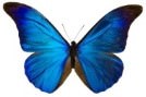 The Wellness Center Butterfly logo